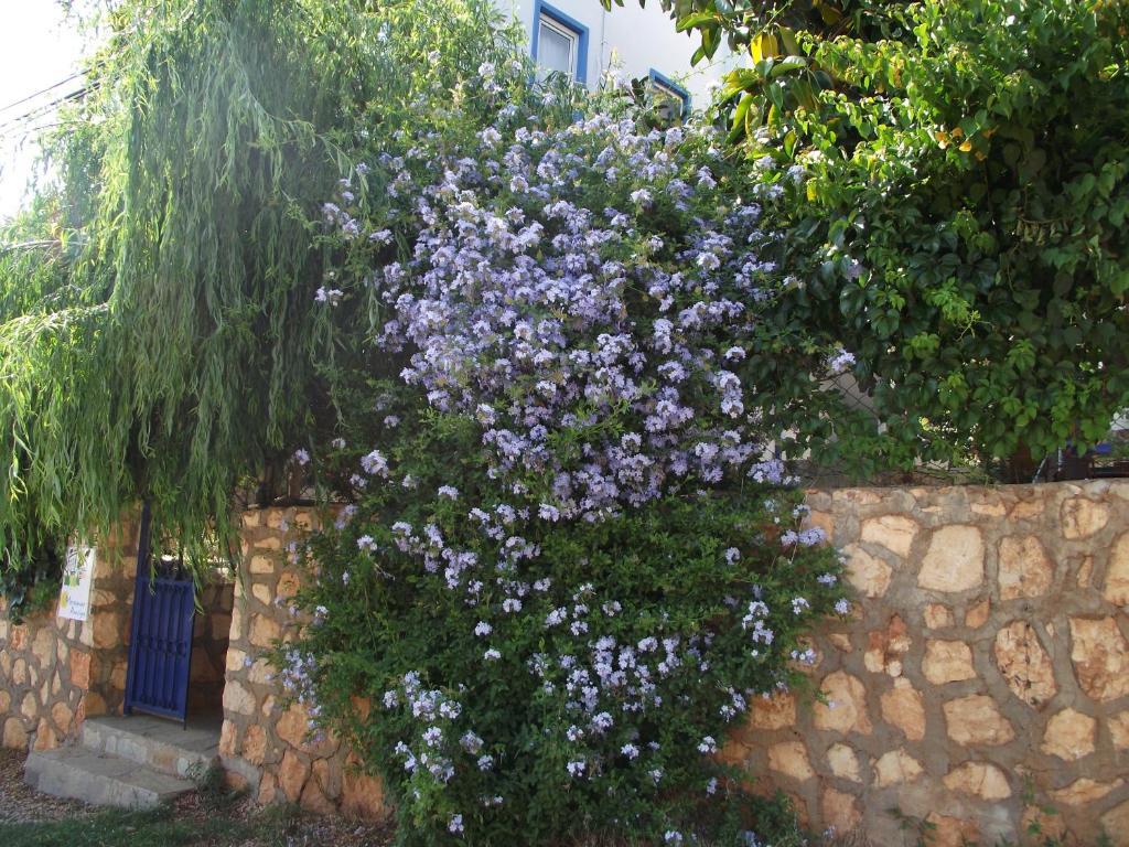Miramar Pansiyon Kaş Exterior photo
